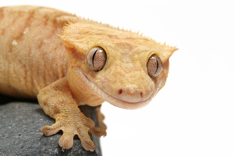 gecko 5.jpg
