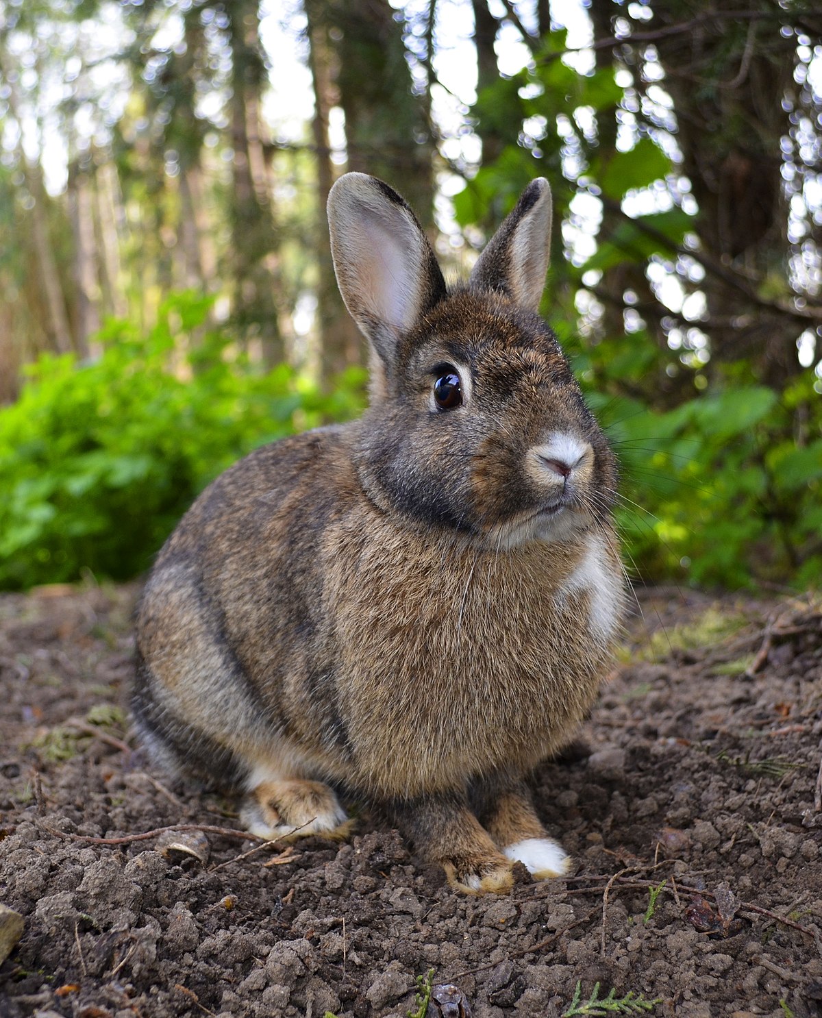 rabbit 1.jpg
